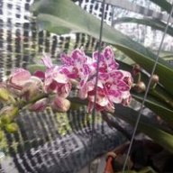 Thẳng tiến